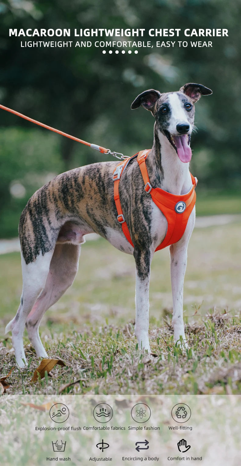 Macaron Series Dog Harness Vest No Pull Nylon Adjustable Safety Dog Harness For Small Medium Large Dog Collar New Free Shipping