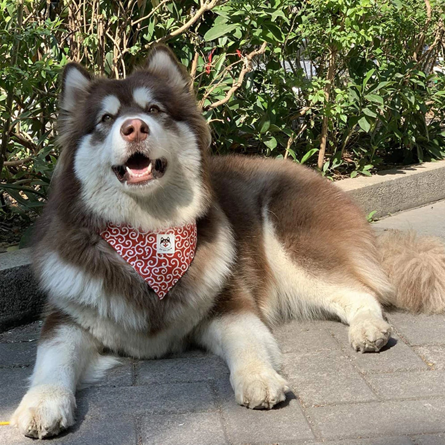 Classical Japanese Pattern Style Popular Shiba Scarf Bandana Roll Grass Cat Collar  Dog Accessories for Small Dogs for Dog