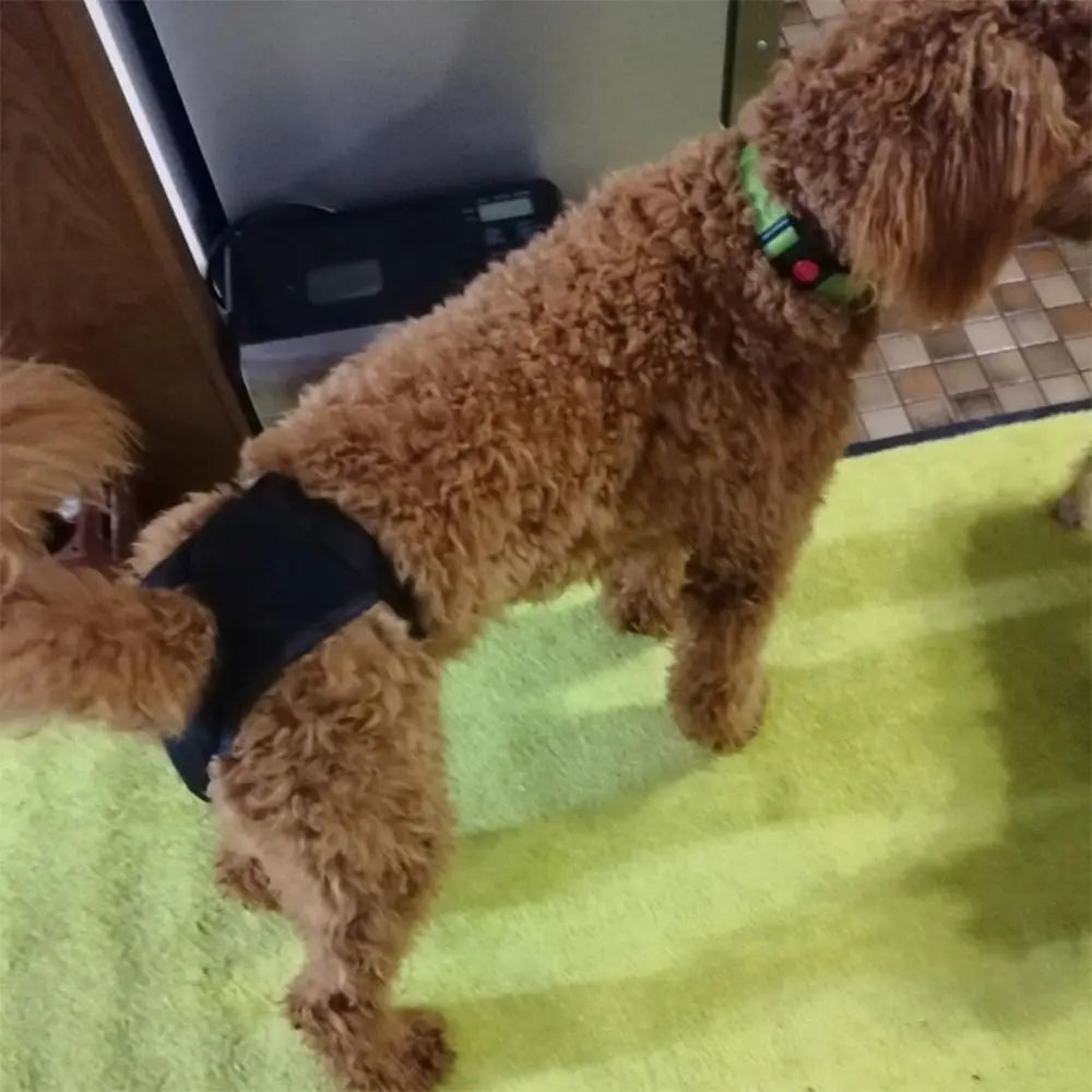 Female Pet Dog Sanitary Pants with 3 Diapers Dog Physiological Pants Menstrual Period Underwear Briefs Easy To Wear