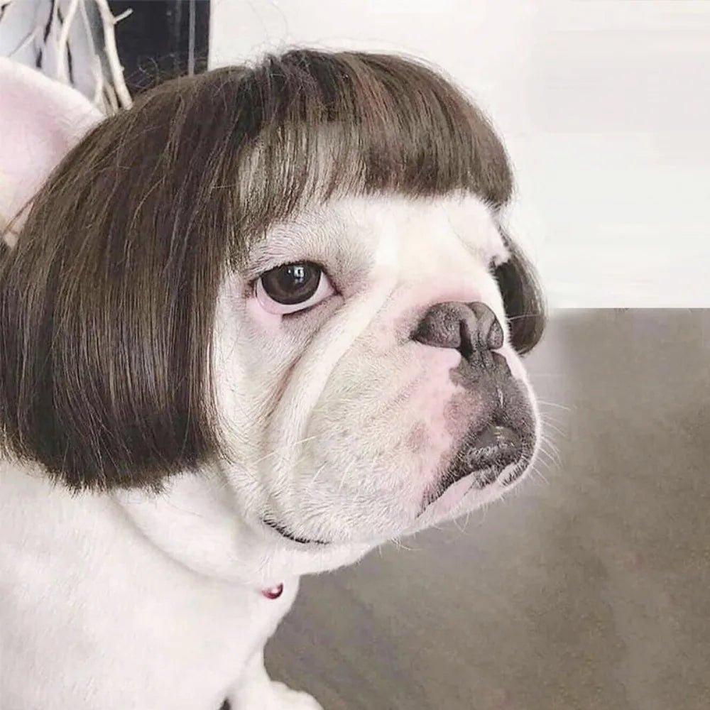 Funny Pet Cosplay Dog Wig Cat Grooming Supplies Fashion Headwear Halloween Curly Hair Straight Hair Cat Accessories Perros
