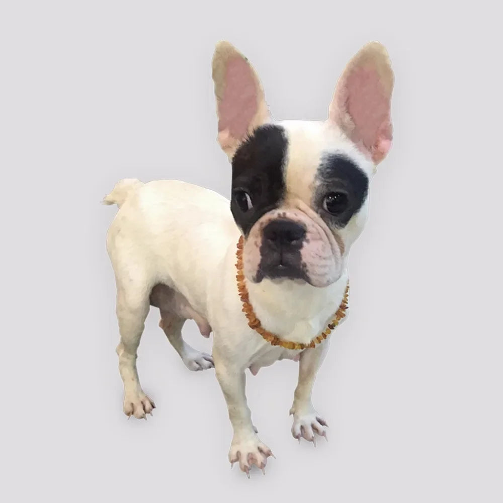 Raw Baltic Amber with Adjustable Leather Strap for Dogs and Cats