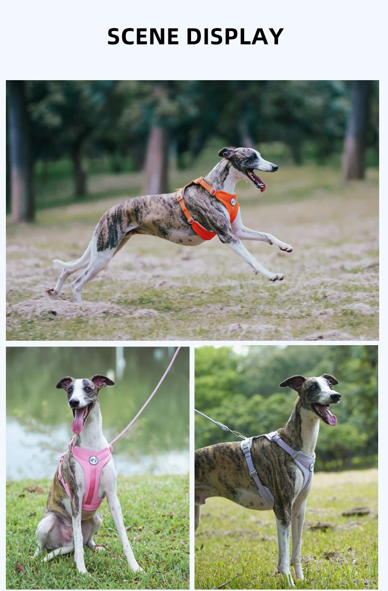 Macaron Series Dog Harness Vest No Pull Nylon Adjustable Safety Dog Harness For Small Medium Large Dog Collar New Free Shipping