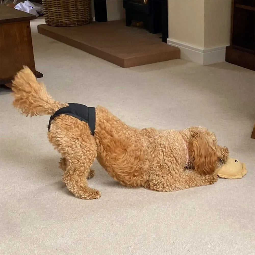 Female Pet Dog Sanitary Pants with 3 Diapers Dog Physiological Pants Menstrual Period Underwear Briefs Easy To Wear