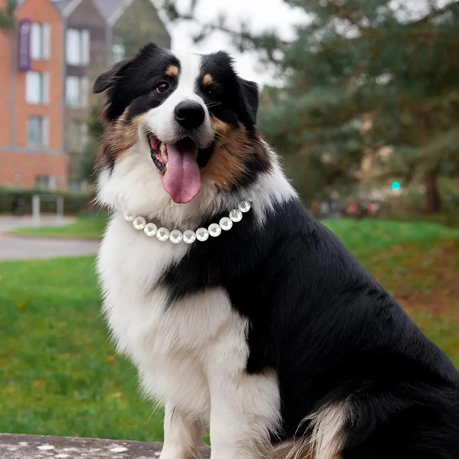 Pearl Dog Collar, Stainless Steel Wire Rope,Pearl Necklace Jewellery Accessories for Medium Large Dogs Occasions and Gatherings