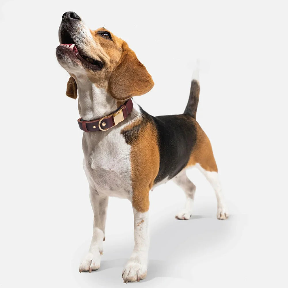 First-Layer Cowhide Dog Collar, 3 Sizes For Puppies/Small/Medium Dog, Soft Skin-Friendly Durable Outdoor Walking Dog Collar