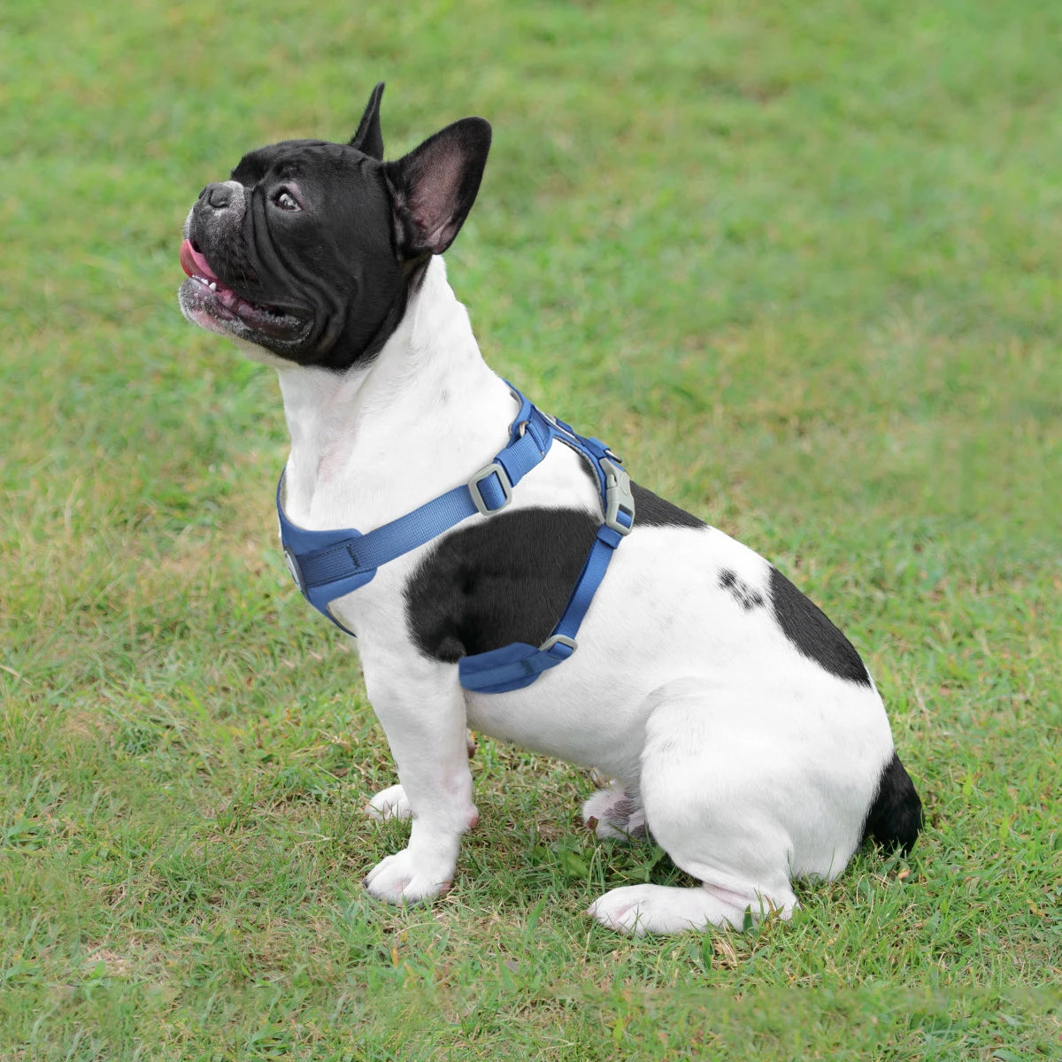 Macaron Series Dog Harness Vest No Pull Nylon Adjustable Safety Dog Harness For Small Medium Large Dog Collar New Free Shipping